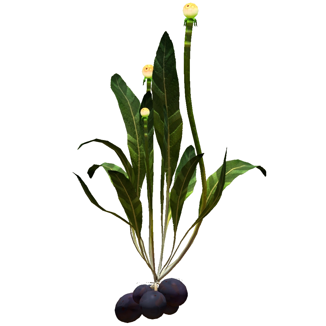 Plant de Patate Chinoise